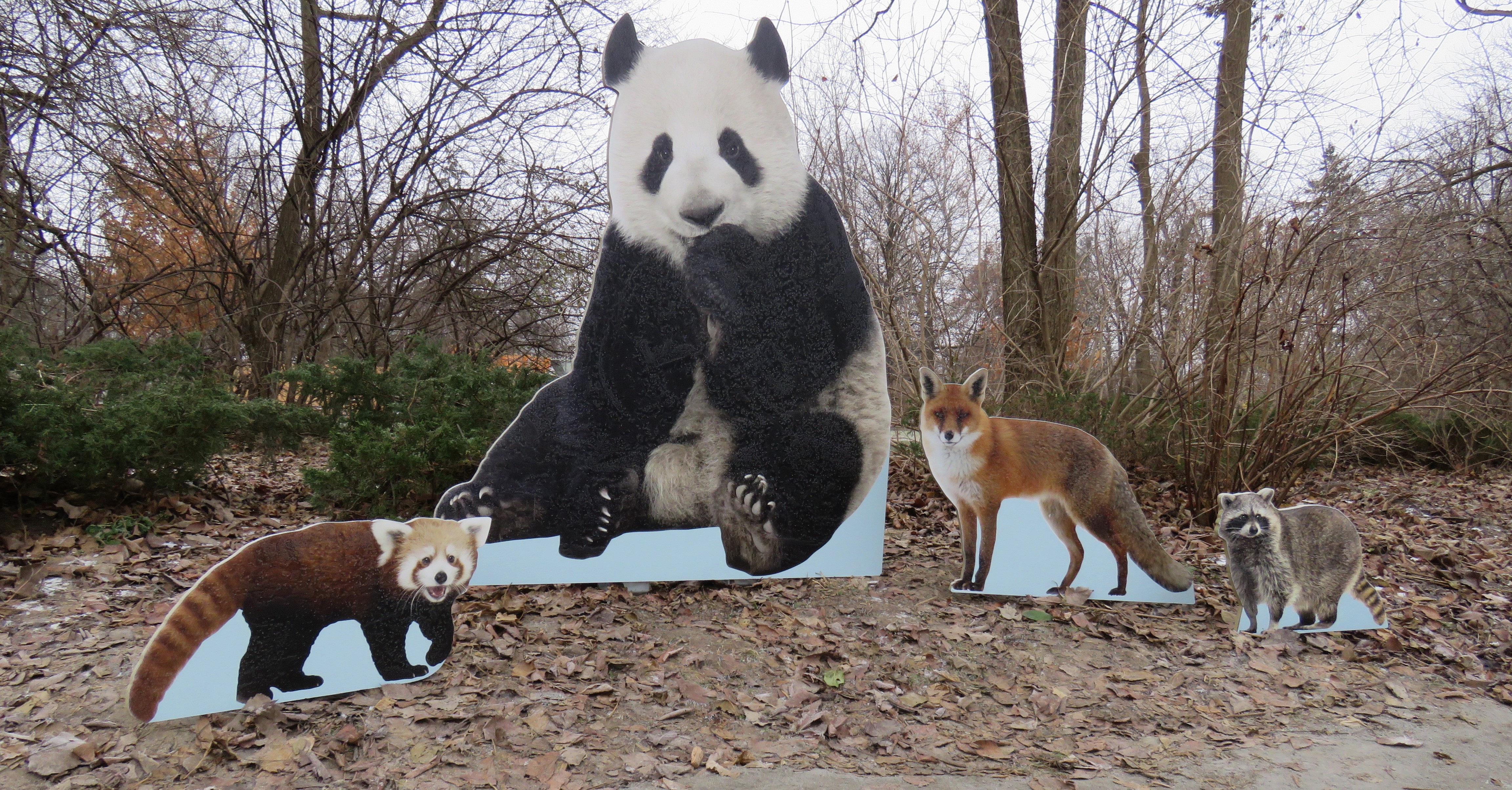 Life-size standups of a panda, red panda, red fox, and raccoon show the size differences between them.