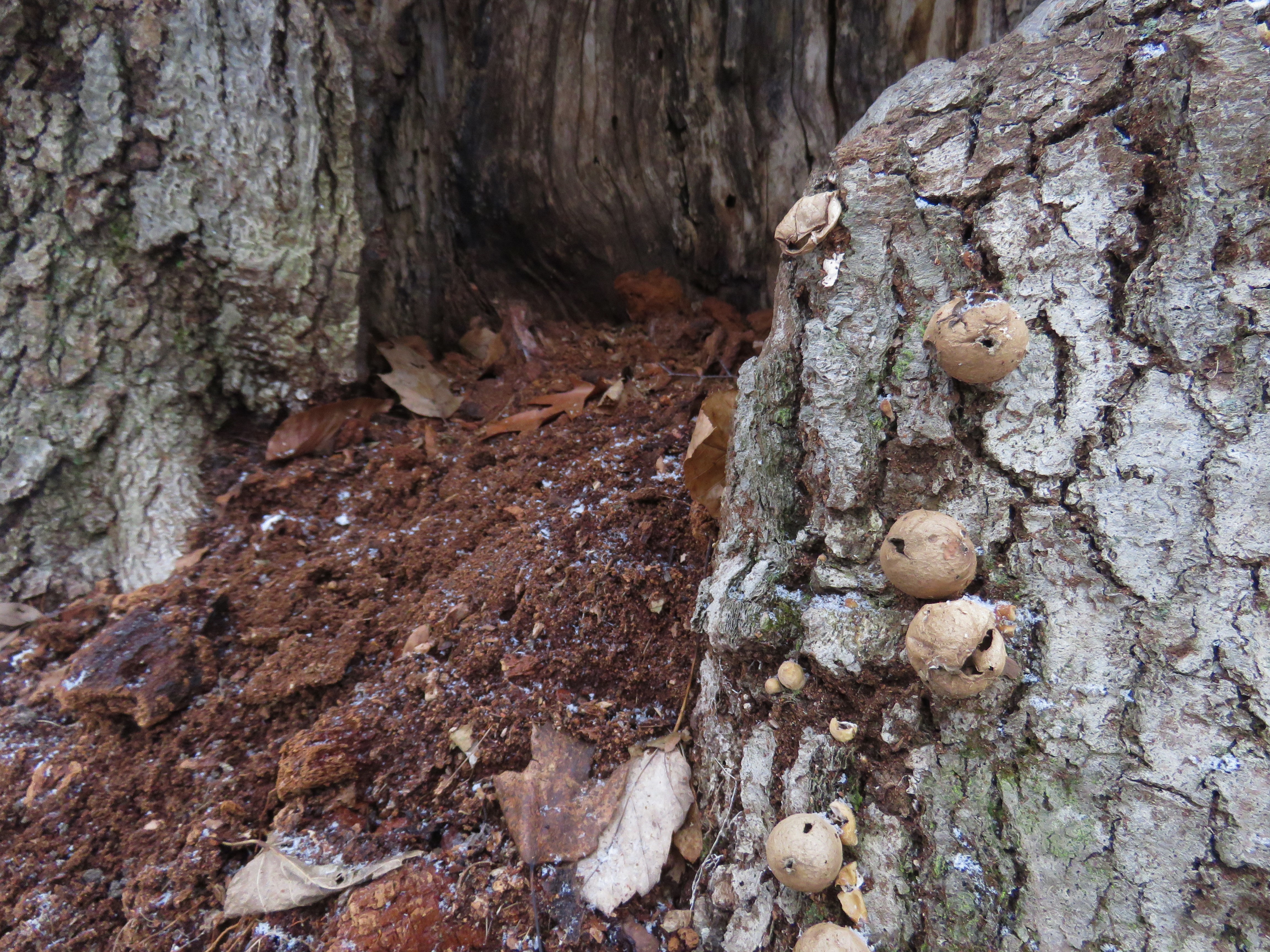 Puffball mushrooms on a tree trunk