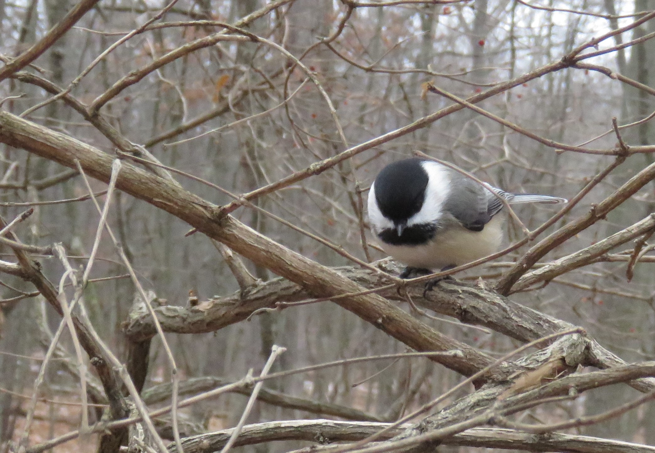 A Black-capped Chickadee perches among leafless branches