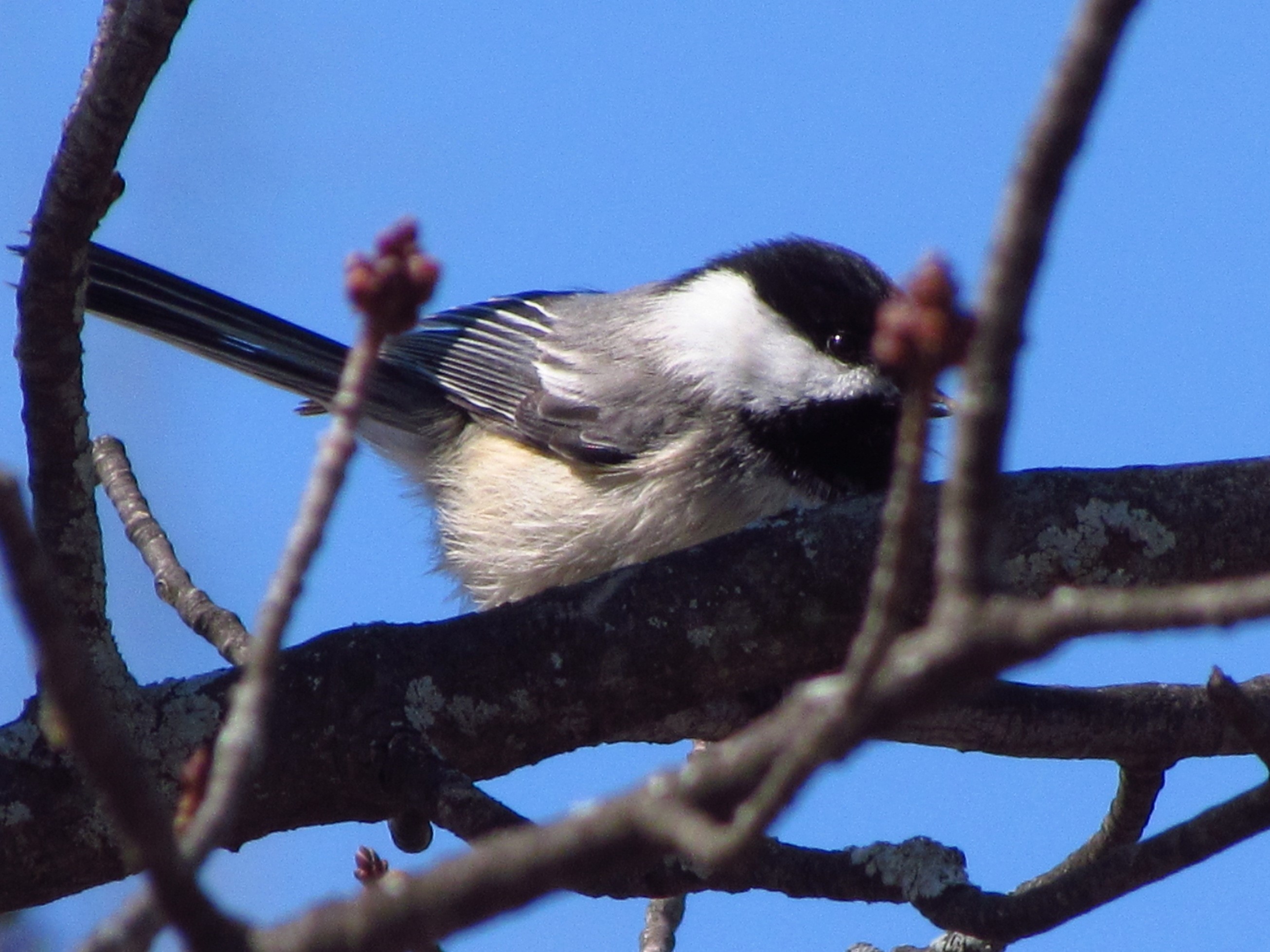 A Black-capped Chickadee sits on a branch against a dark, but bright blue sky.