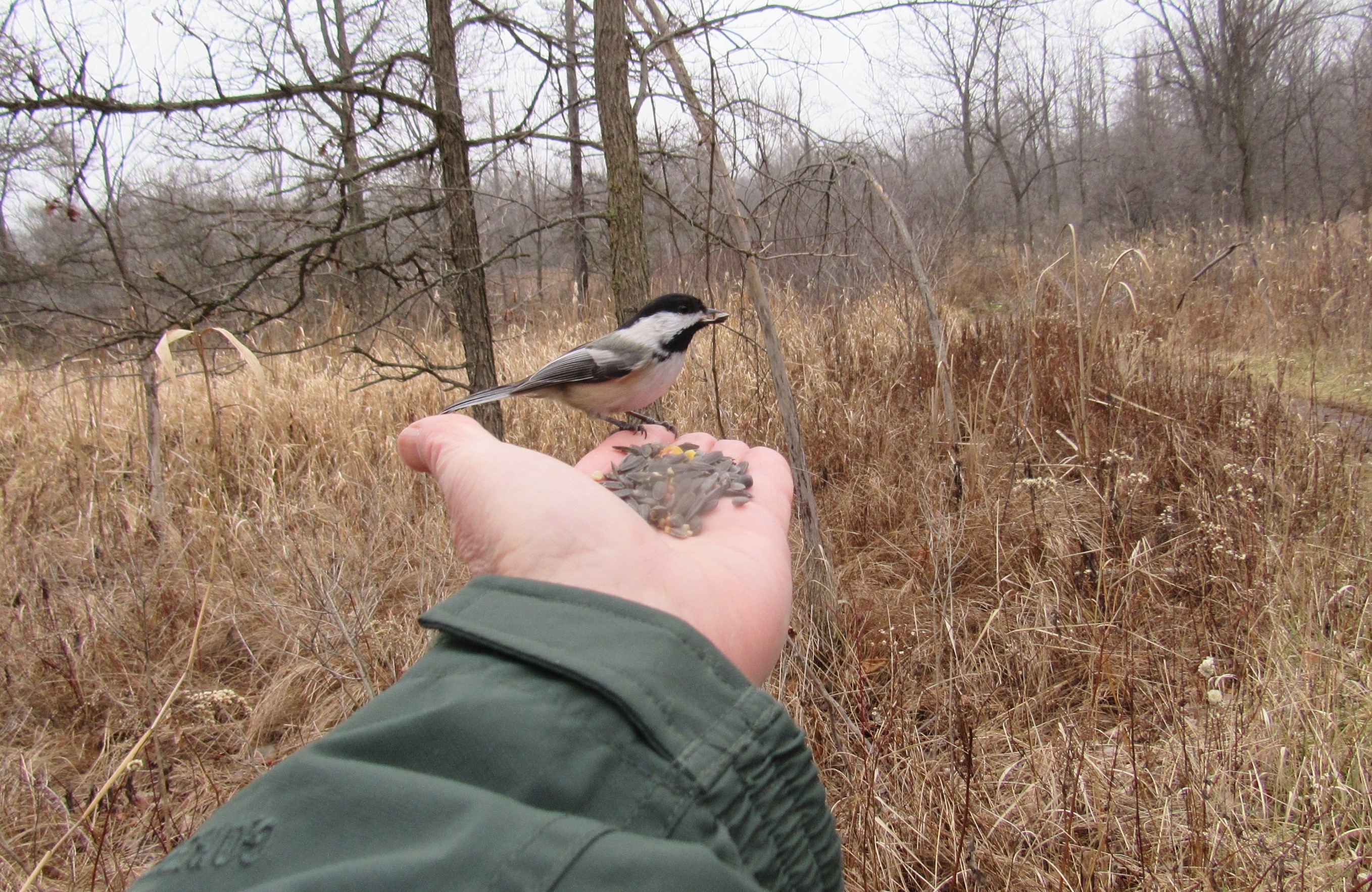 A Black-capped Chickadee perches on the author's hand.