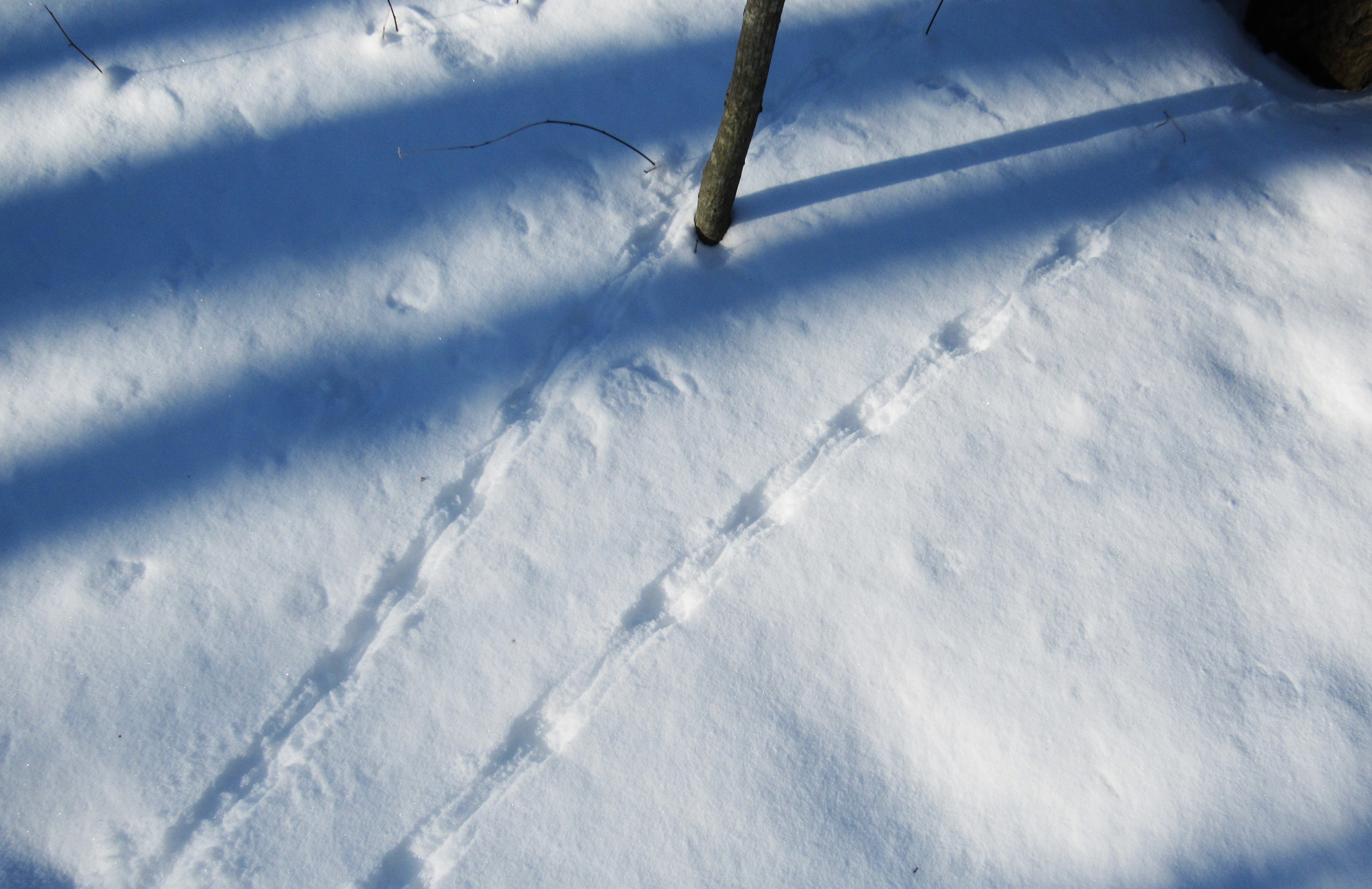 Mouse tracks in the snow