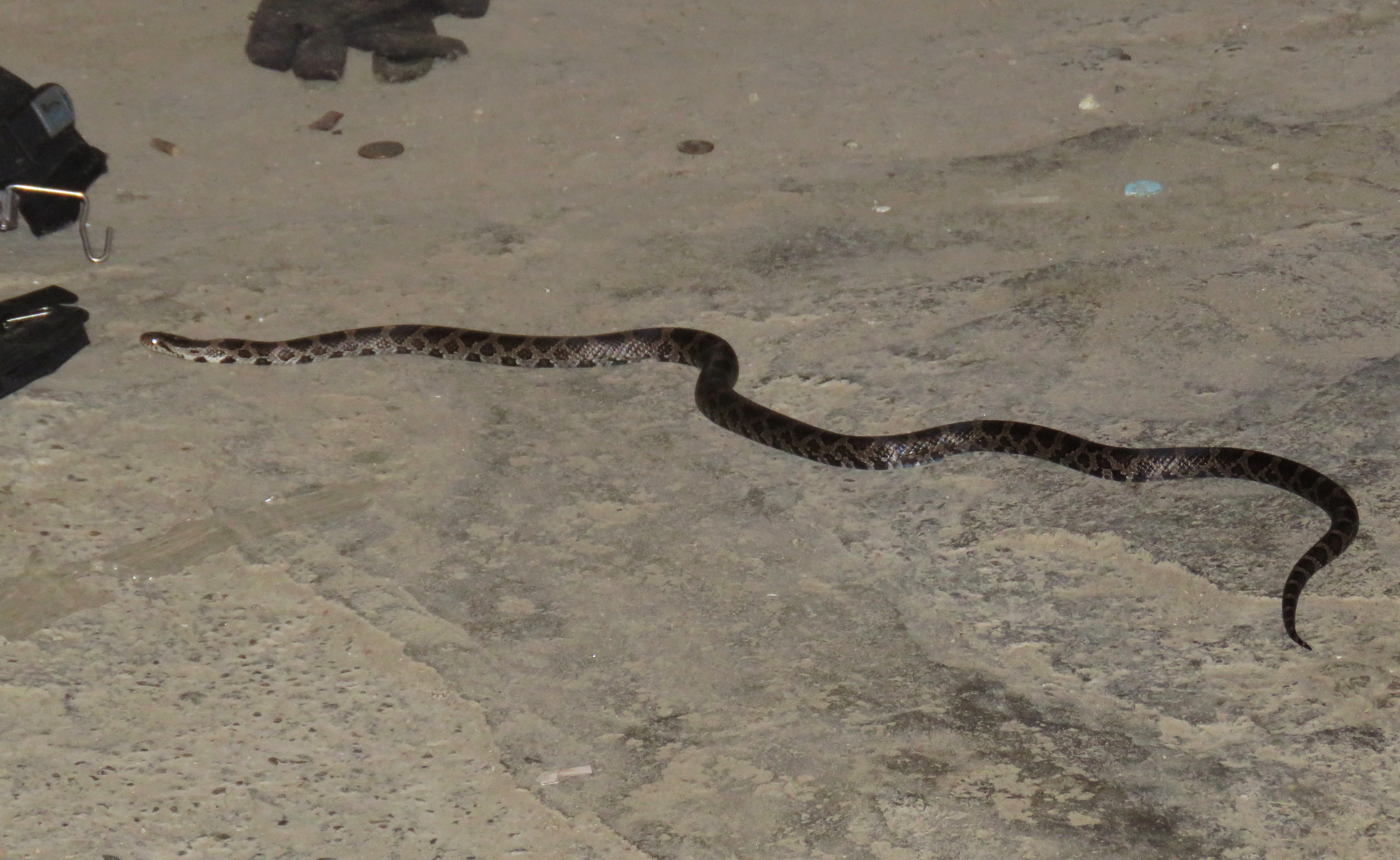 A long milk snake on a cement basement floor