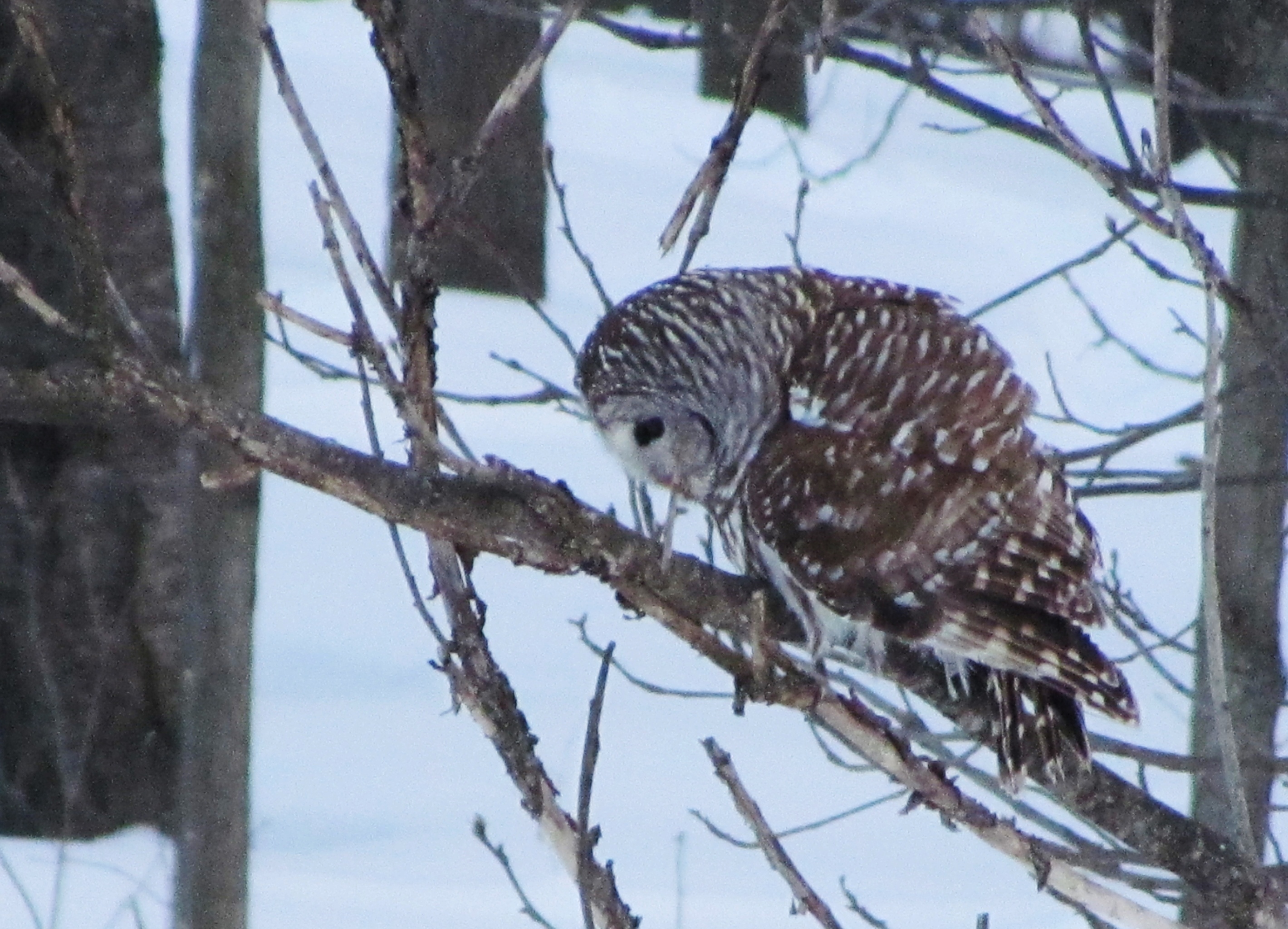 A barred owl looks down from a tree limb