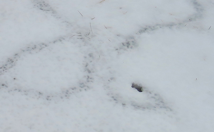 A vole tunnel in the snow with a ventilation hole