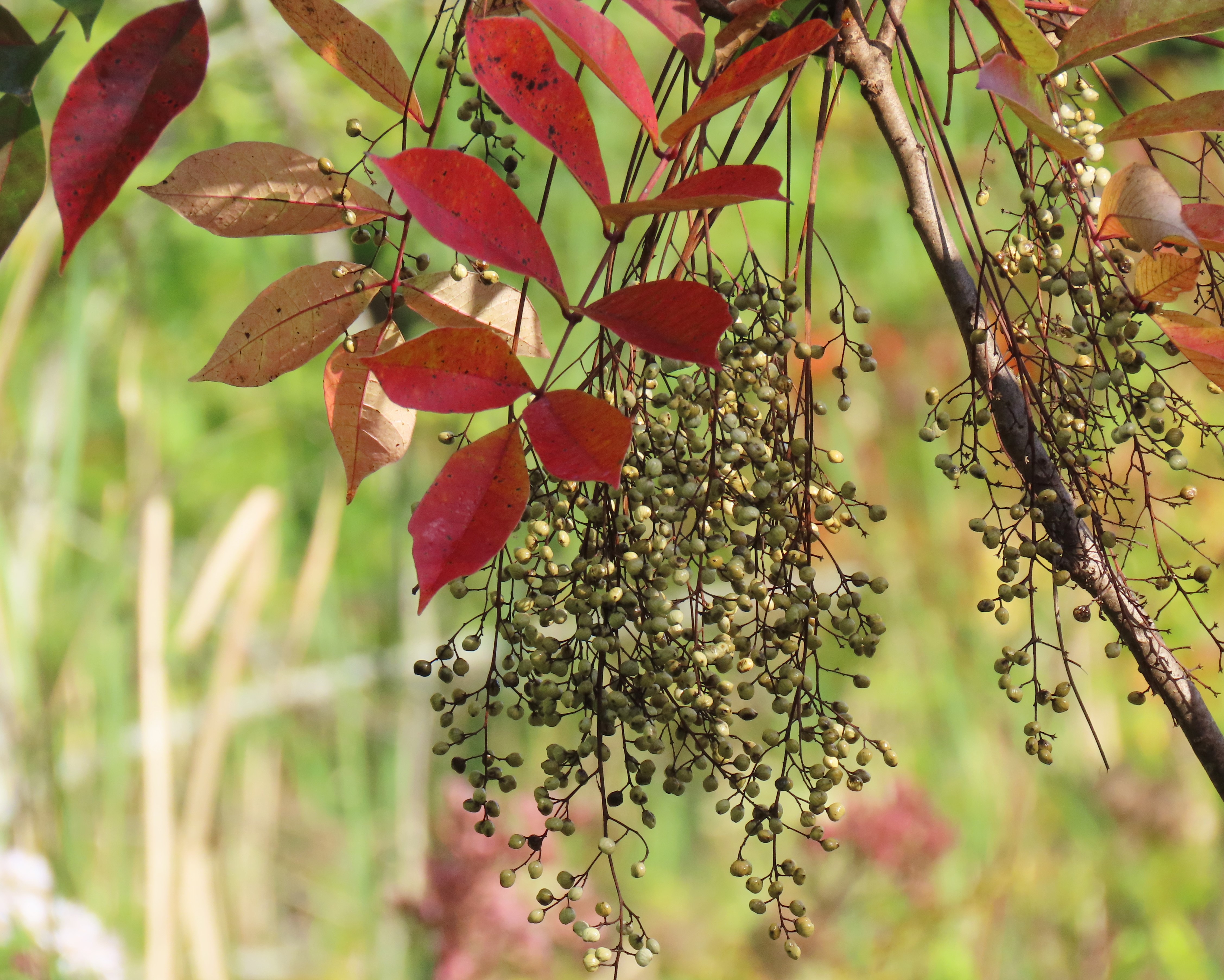 Palate Pleasing Secrets Of Staghorn Sumac – Oakland County Blog