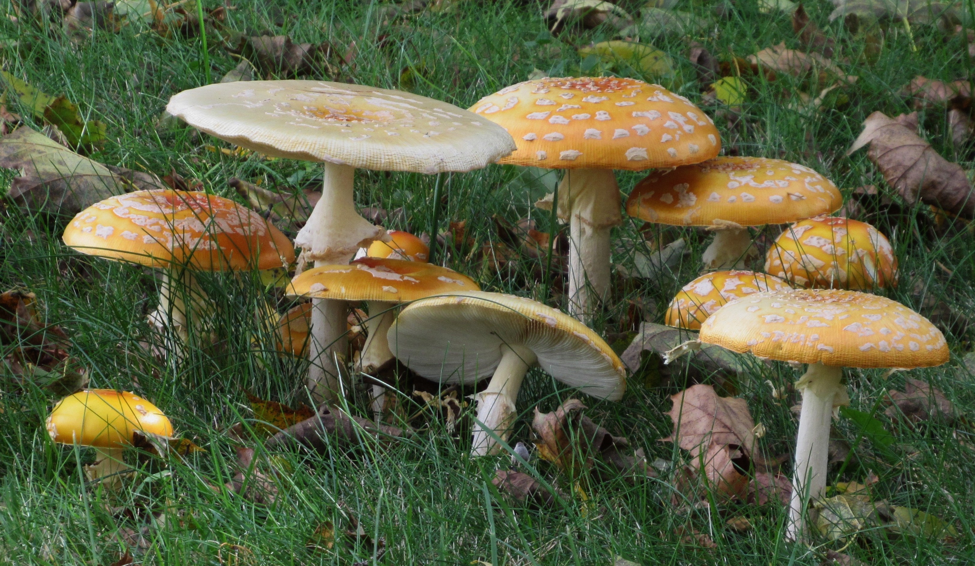 Cluster of yellow mushrooms with white spots growing in grass, surrounded by fallen leaves.