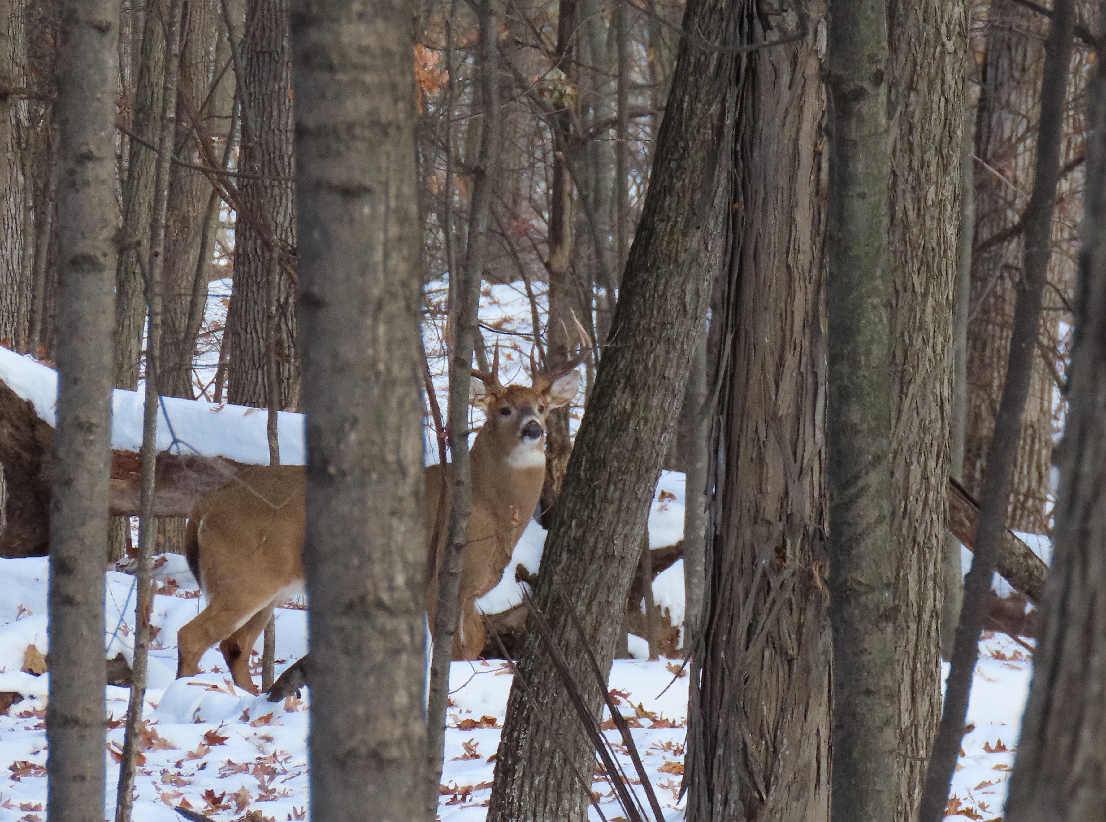 A deer standing in a snowy forest, partially obscured by trees.