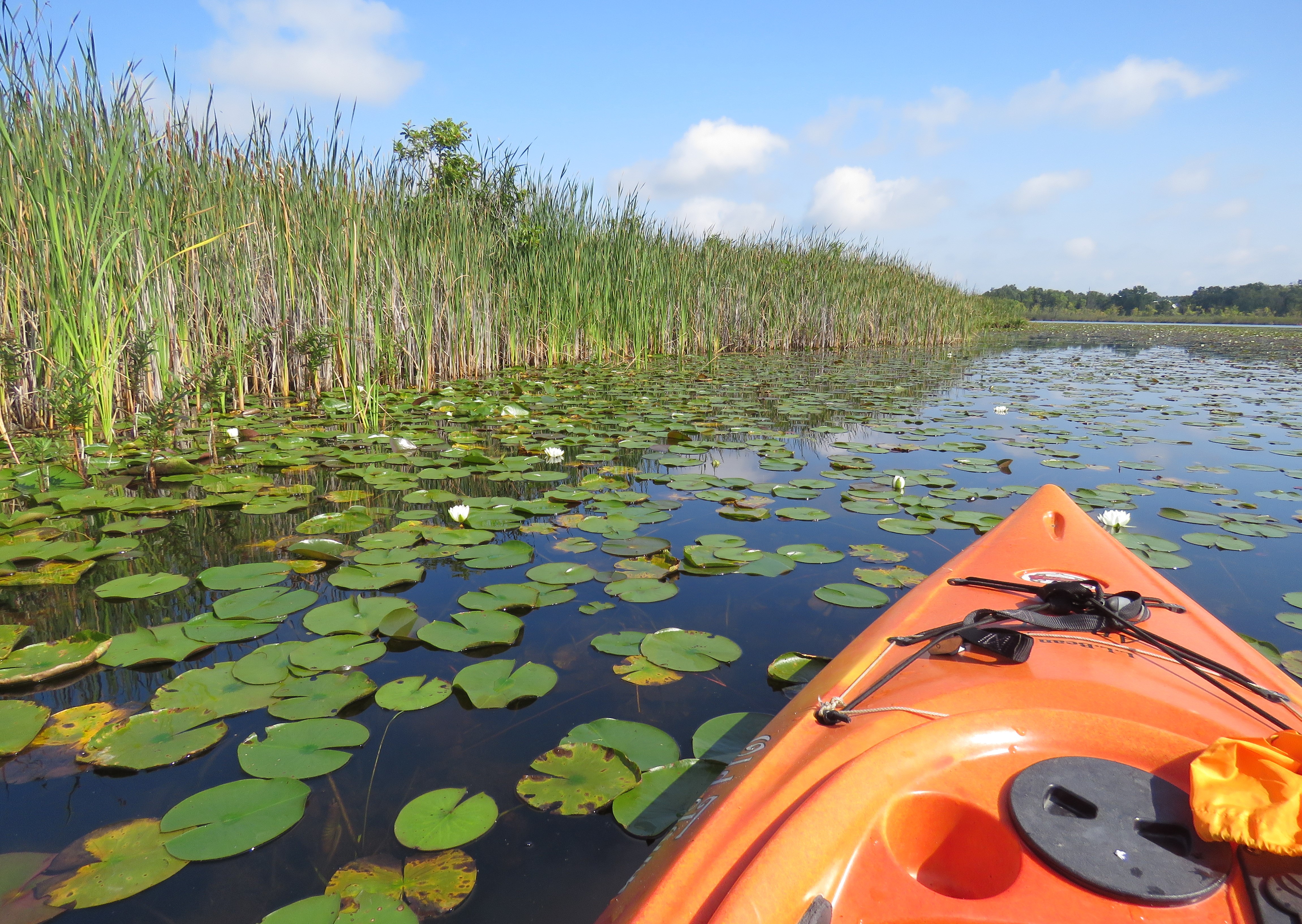 View of a kayak on a serene waterway surrounded by lily pads and tall grasses under a blue sky with fluffy clouds.