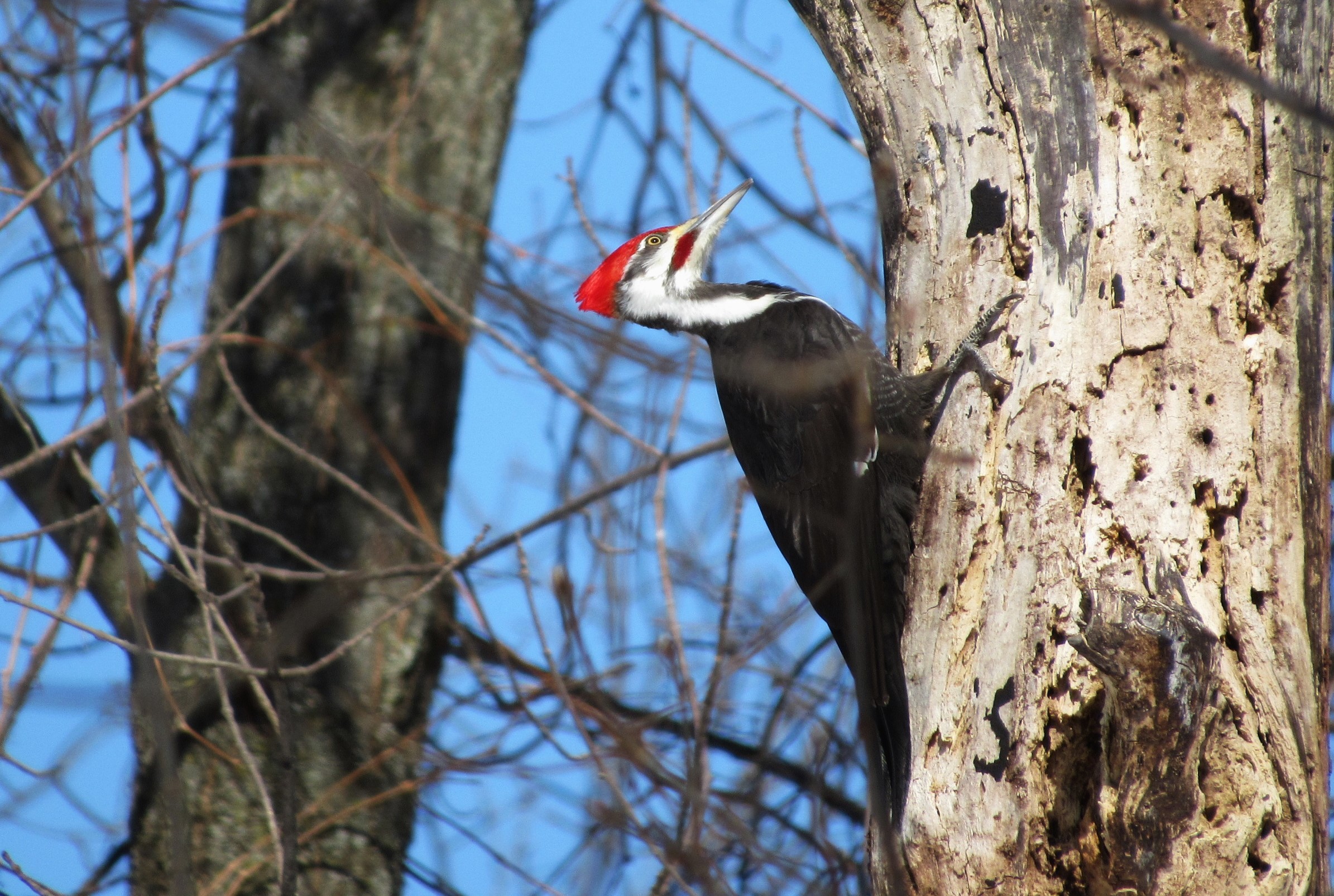 A pileated woodpecker climbing a tree, showcasing its distinctive black body and bright red crest against a clear blue sky.