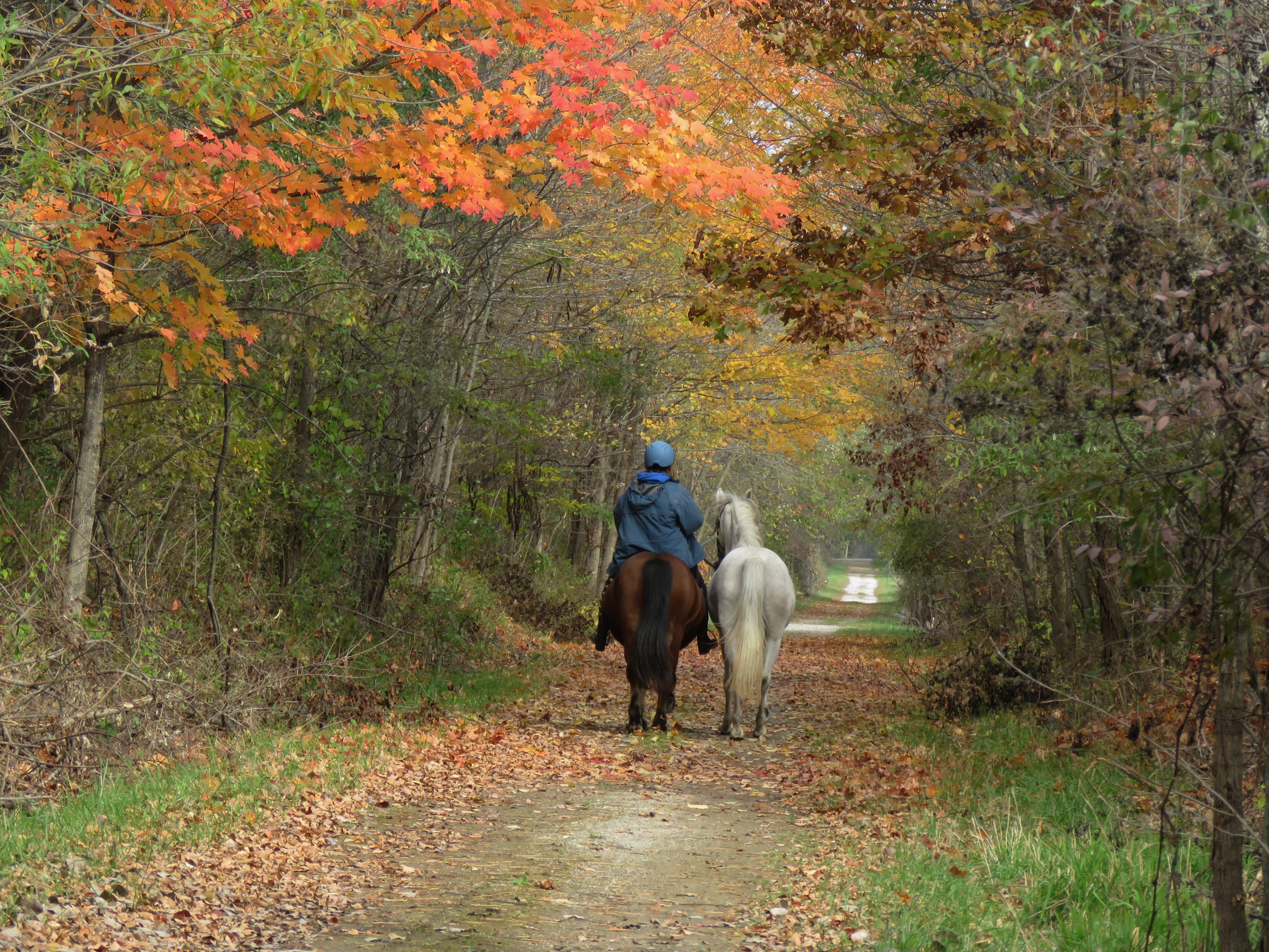 A person riding a brown horse and a white horse along a leafy path in an autumn forest, with colorful foliage overhead.
