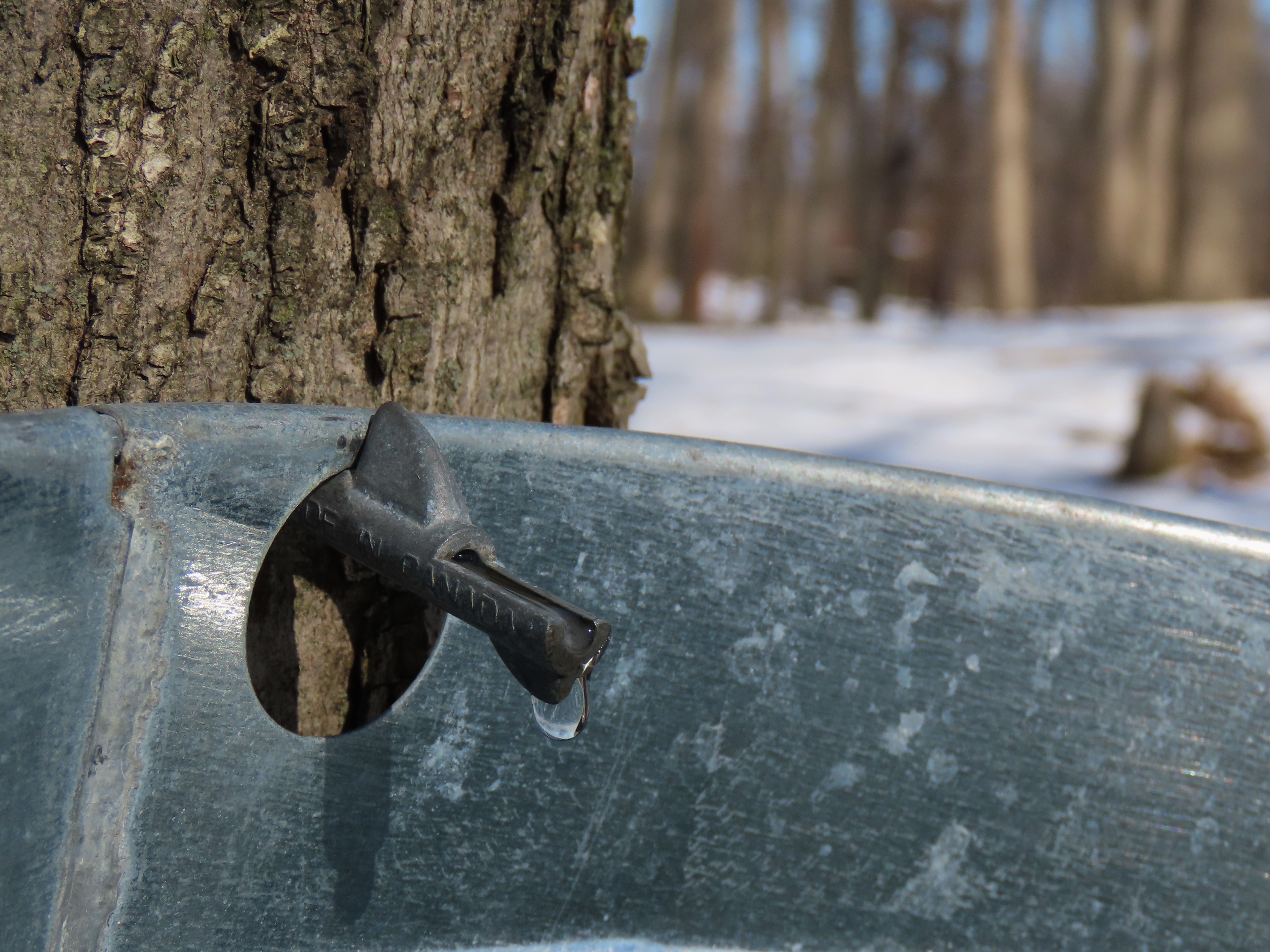 Maple Dripping maple sap dripping – Oakland County Blog