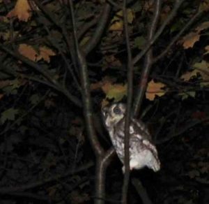 Screech Owls: Your Secret Neighbor – Oakland County Blog