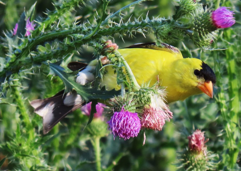 Yellow Goldfinch in tree