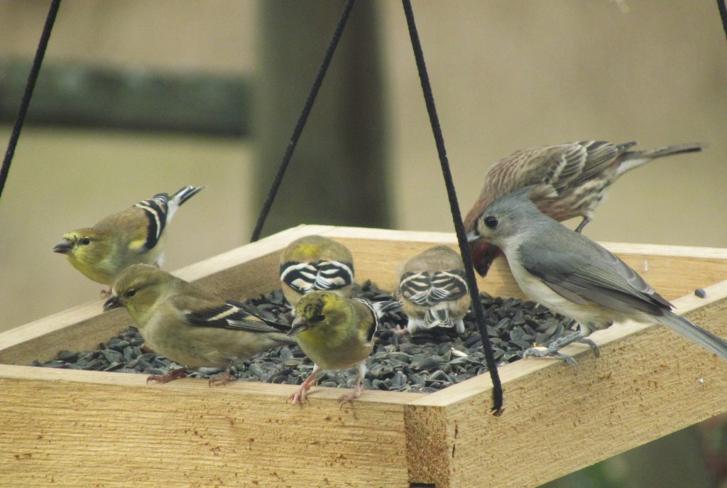 Multiple Goldfinches in bird feeder.