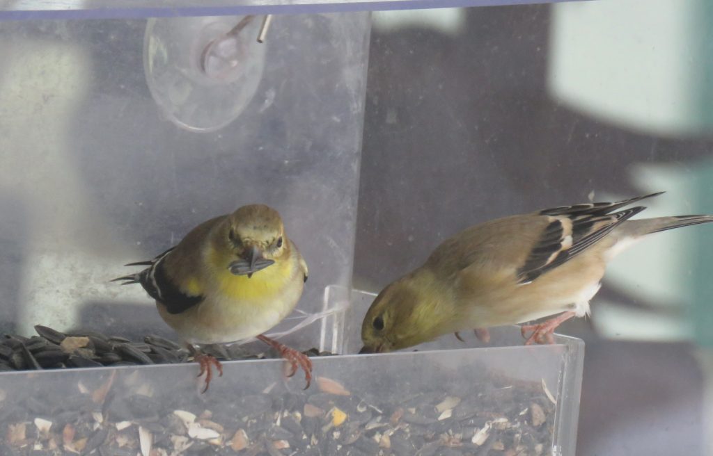 Two yellow Goldfinches in bird feeder.