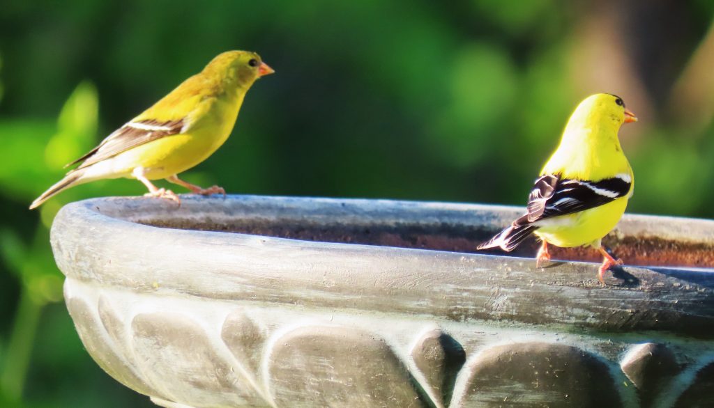 Yellow Goldfinches on bird bath 