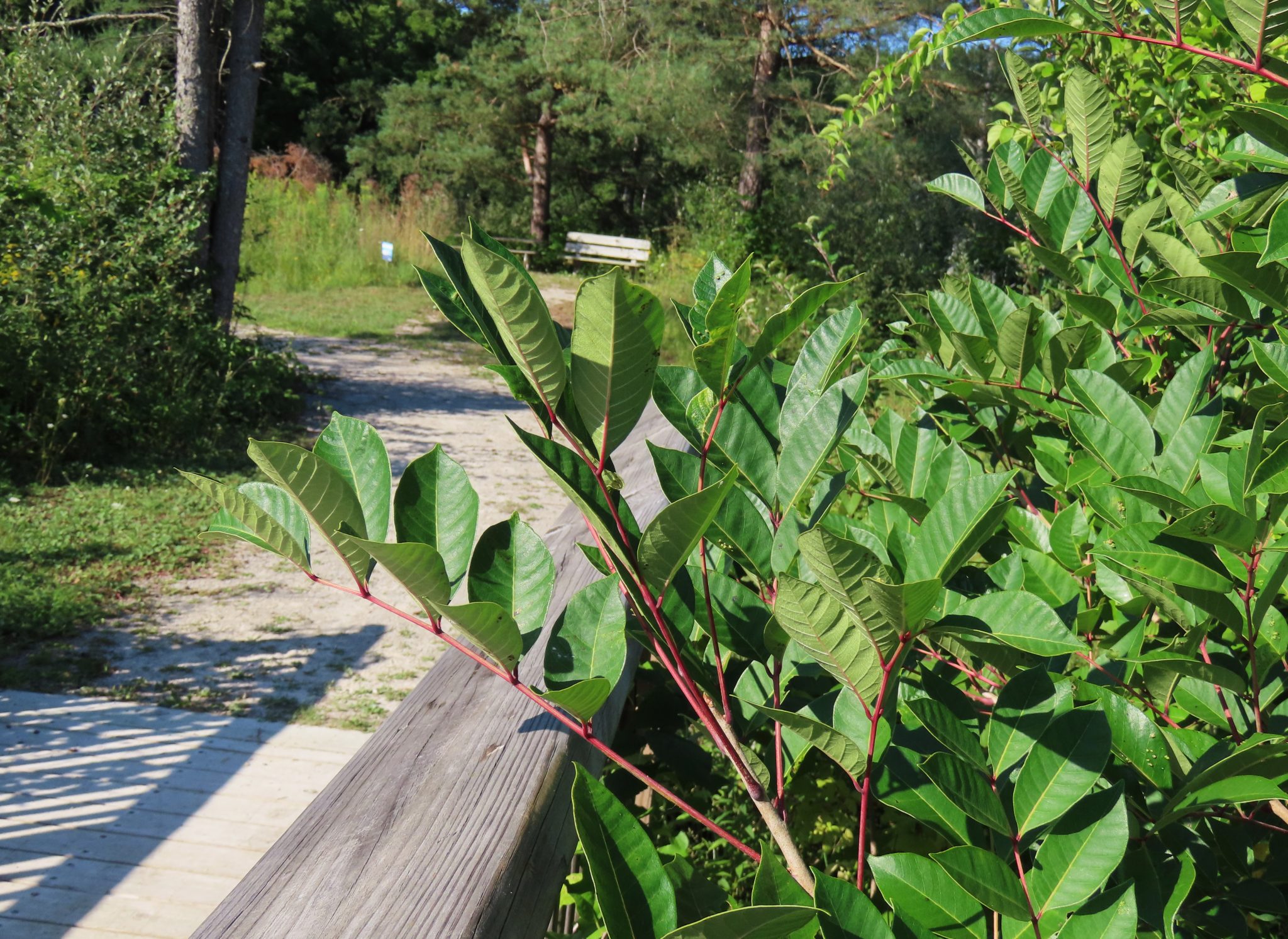 Poison Sumac Tale of a Toxic Trailside Beauty Oakland County Blog