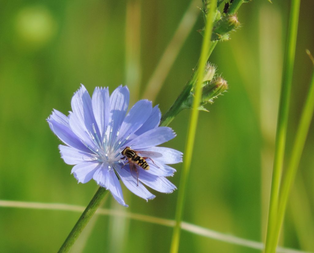 fly on blue chicory blossom