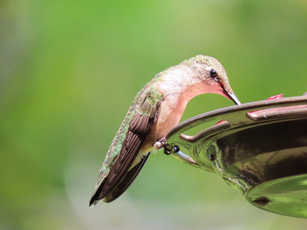 pink hummingbird