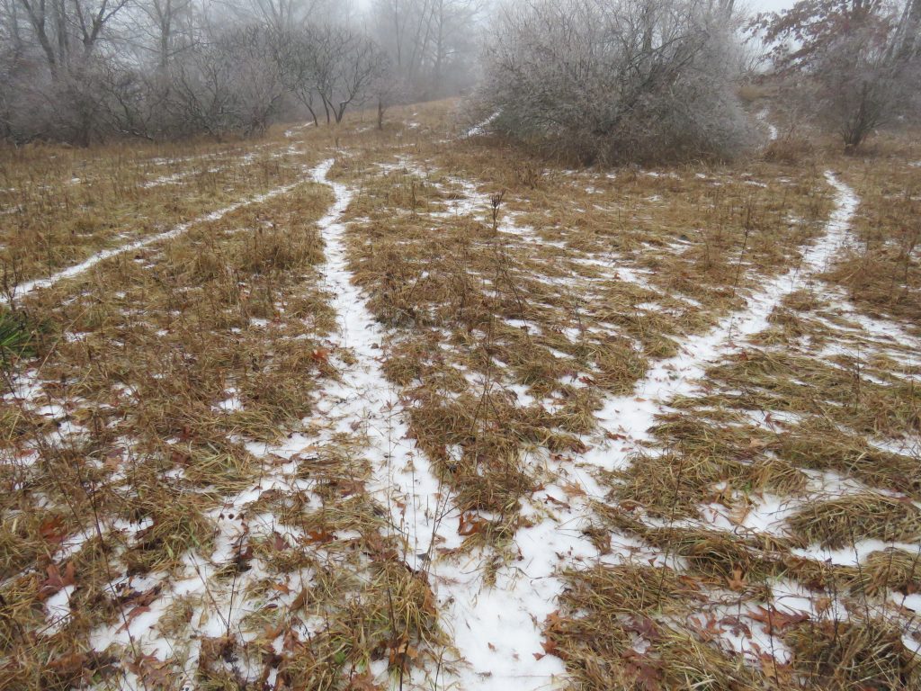 winter deer trails