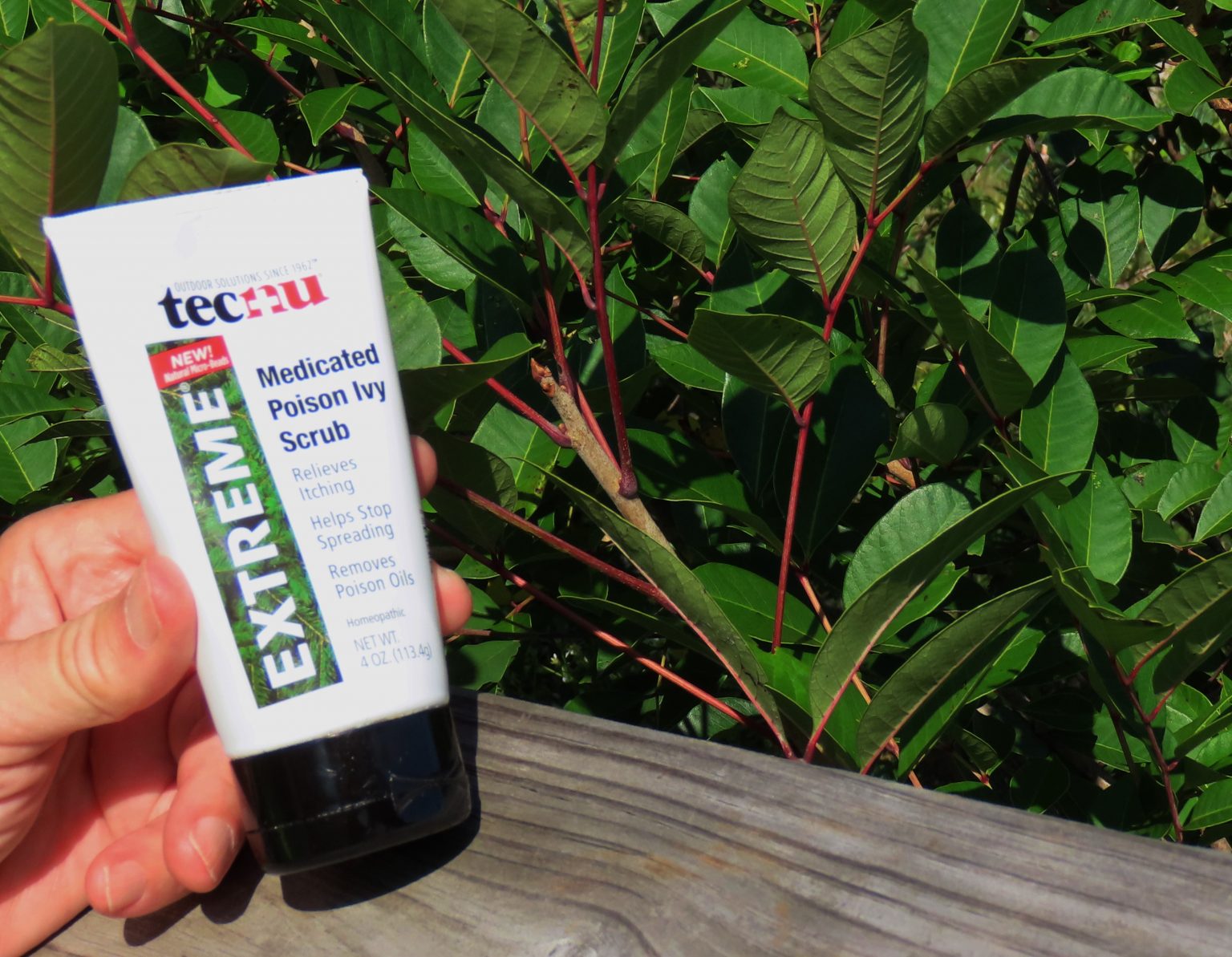 Poison Sumac Tale of a Toxic Trailside Beauty Oakland County Blog