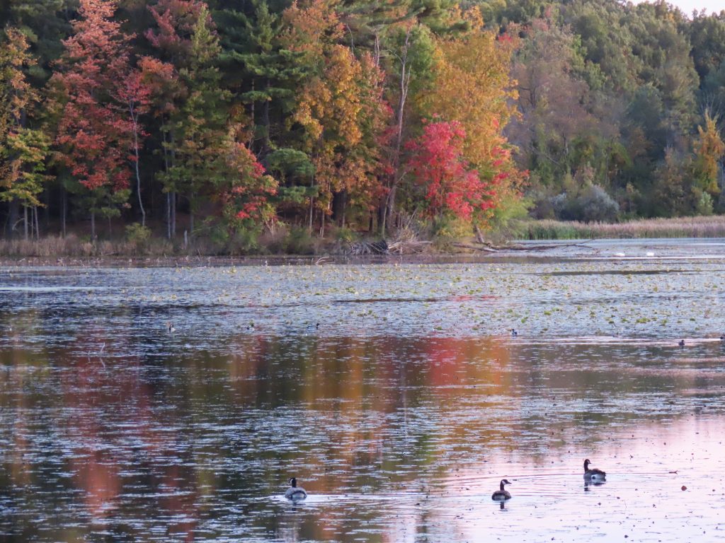 autumn lakeshore