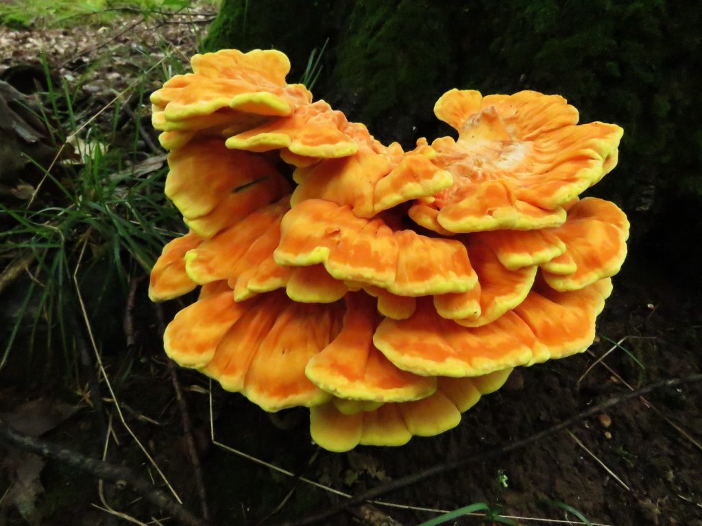 orange fungi mushrooms