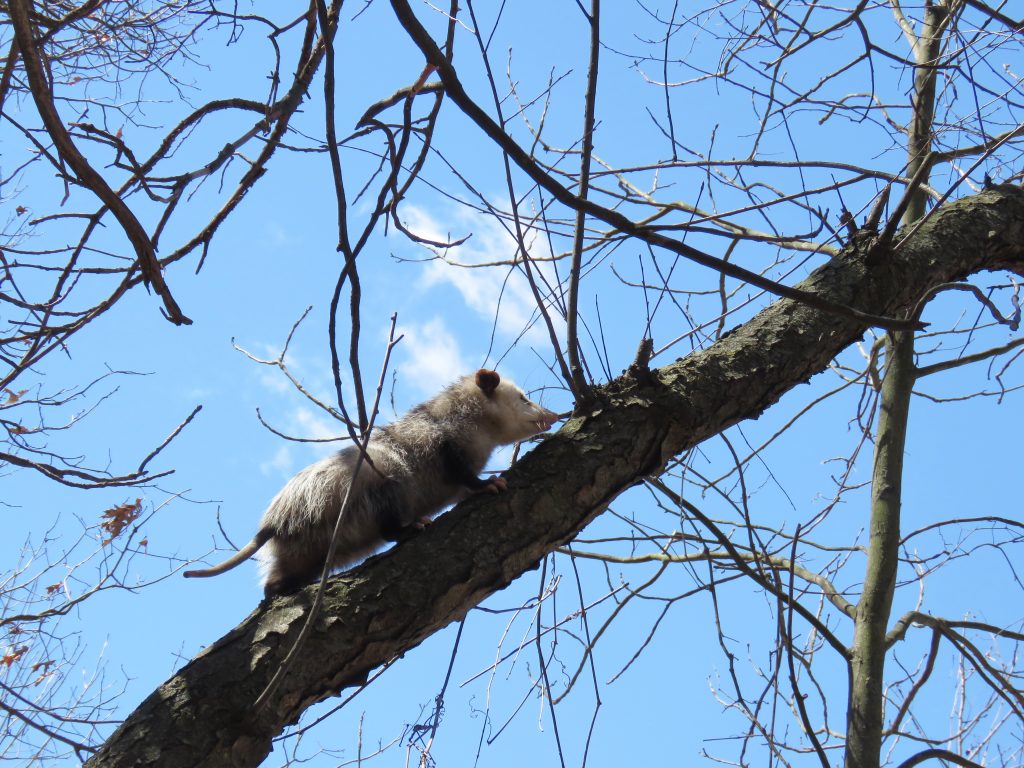 opossum on branch 