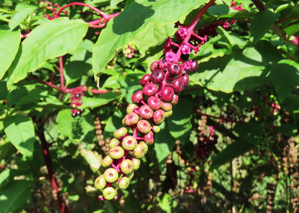 bright pokeweed berries