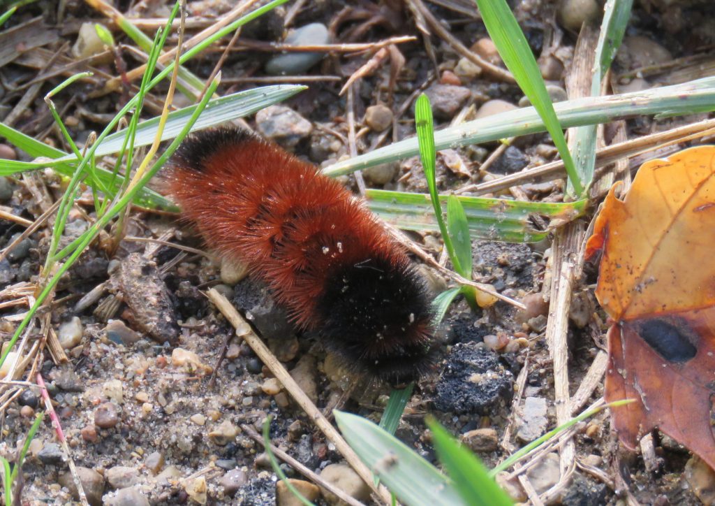 red and black fuzzy caterpillar
