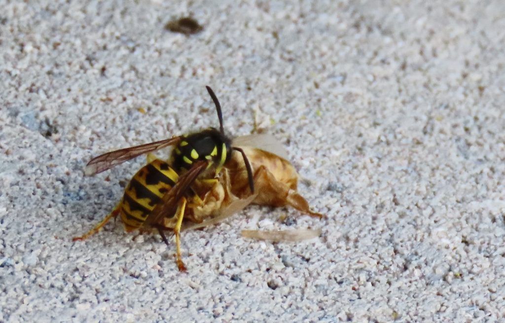 A yellow jacket with a dead honey bee