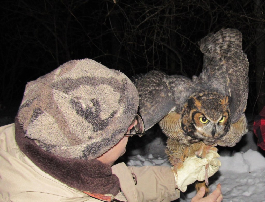 great horned owl 