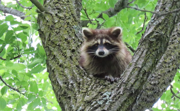 raccoon in tree branch