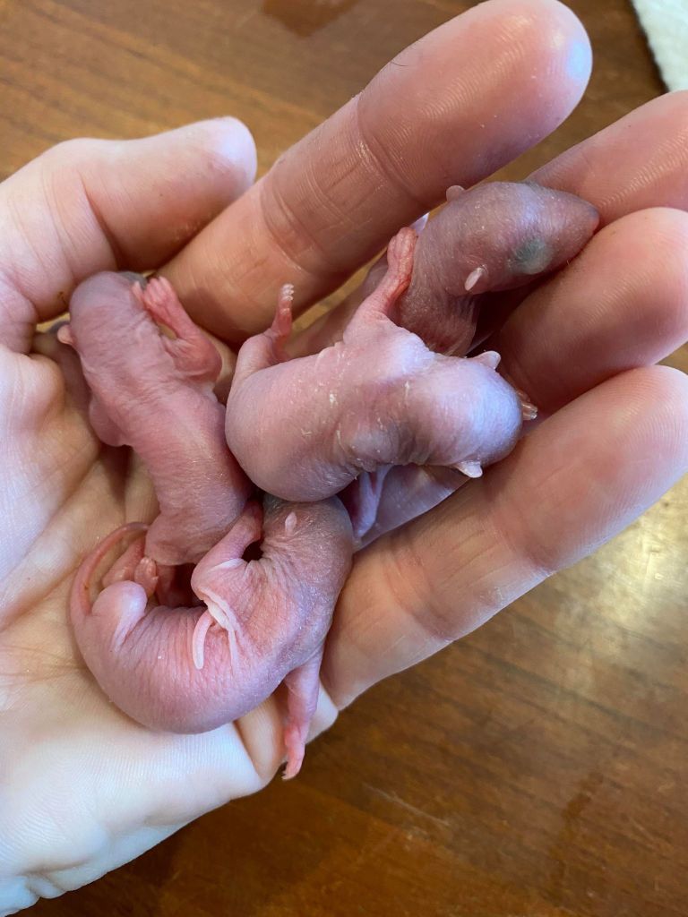 newborn raccoon babies in palm