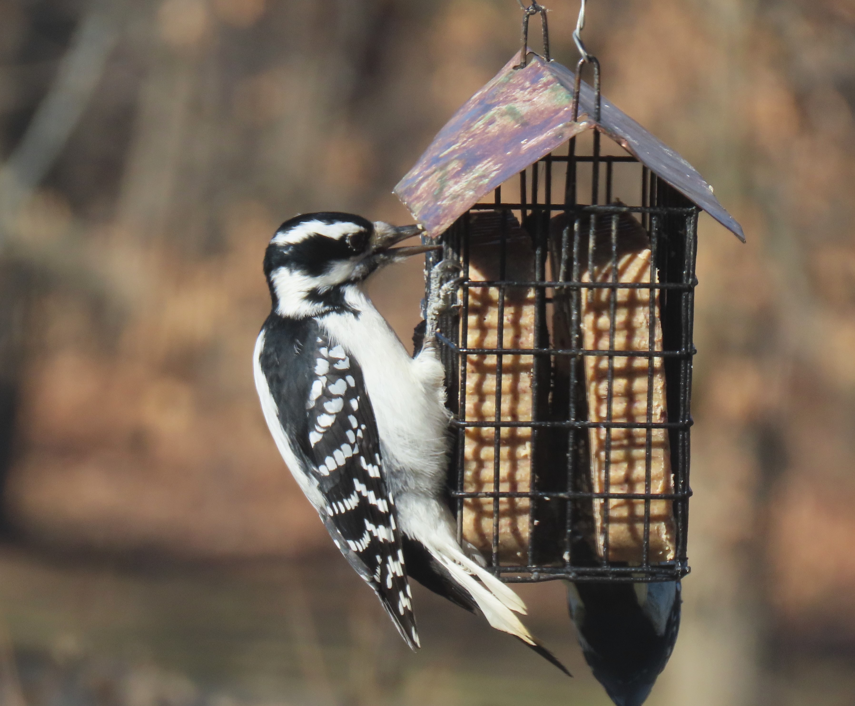 two woodpeckers on feeder