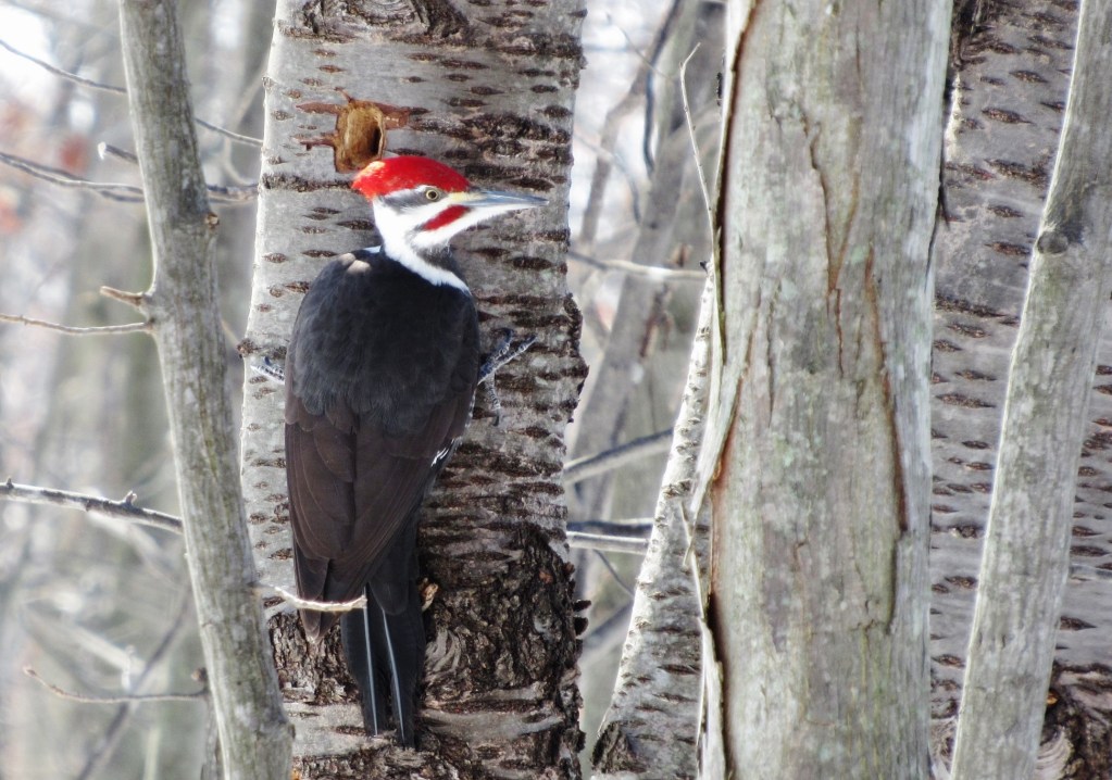 red and black woodpecker on tree