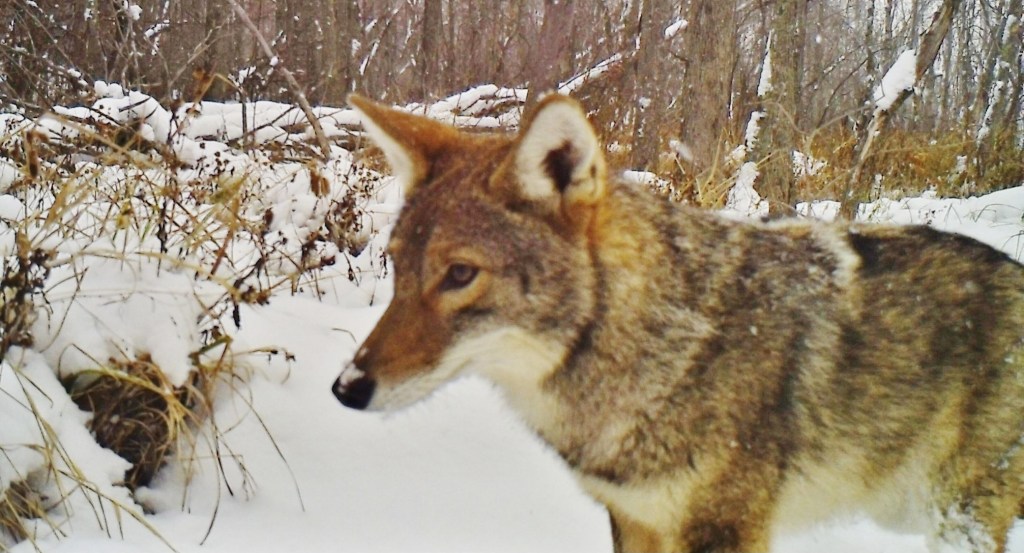 coyote in snowy woodland
