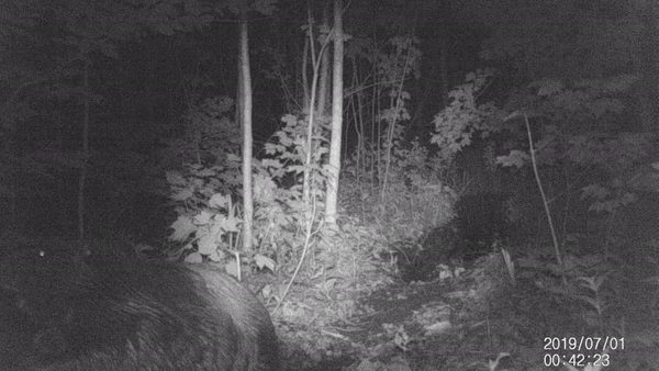 beaver on night camera