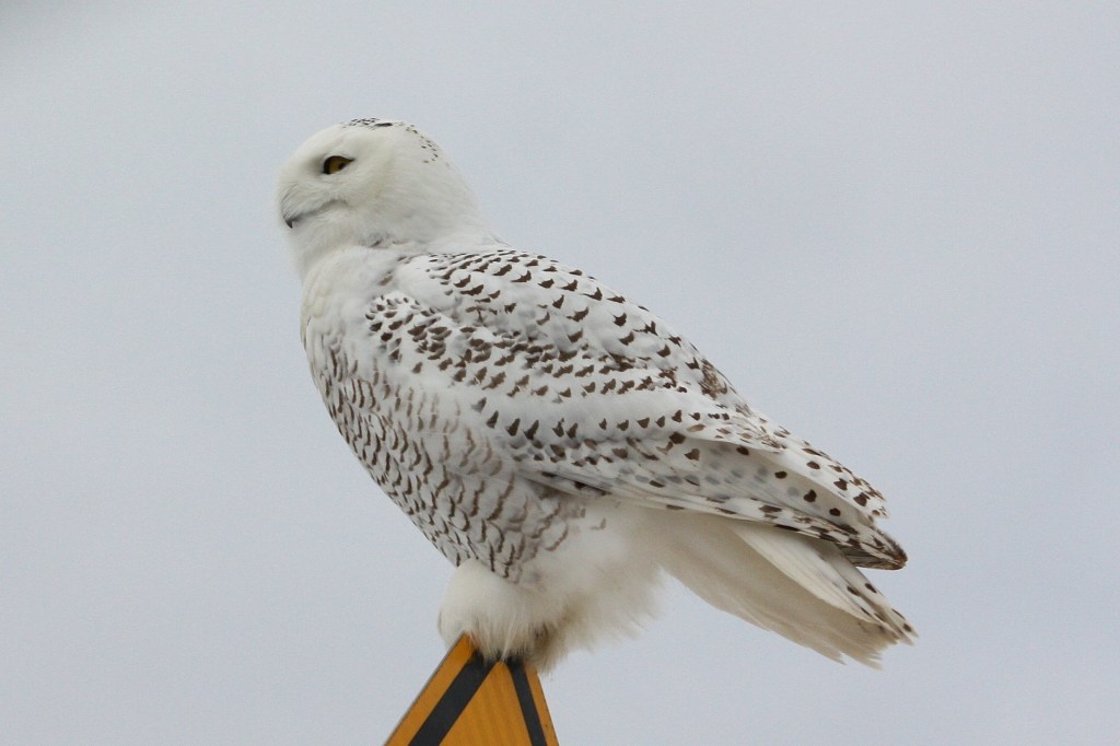 snowy owl on perch