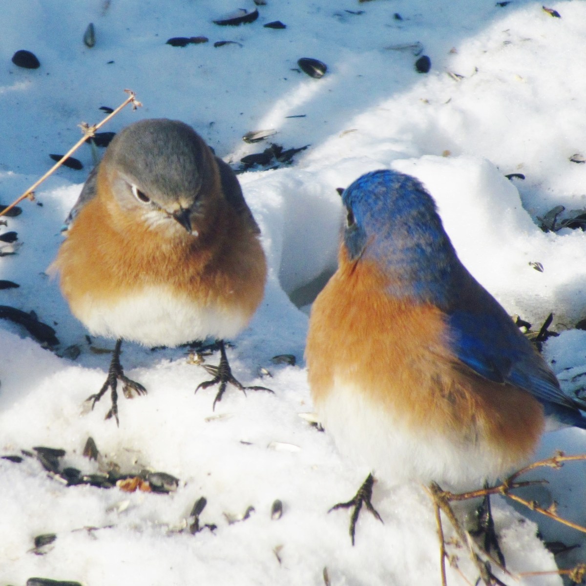 Two Eastern Bluebirds standing on snow