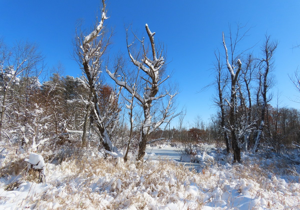 A swampy woodland covered in snow