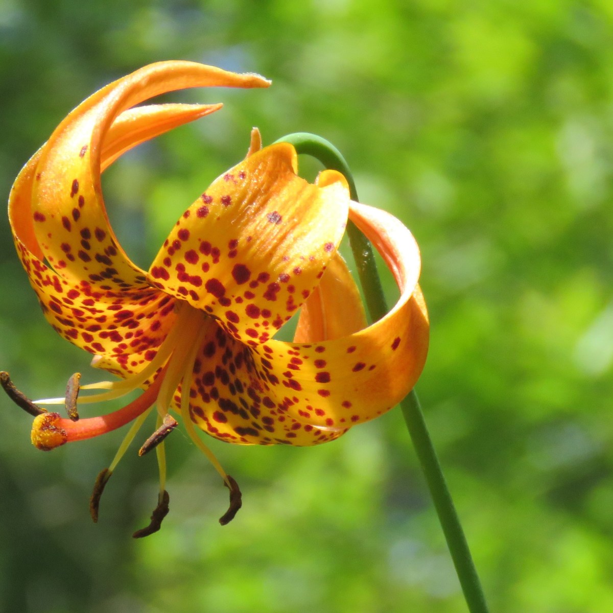 A Michigan Lily
