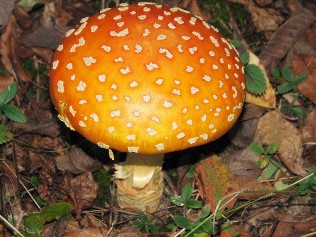 A close-up of a Fly Agaric mushroom with a orange top and white spots on the forest floor. 