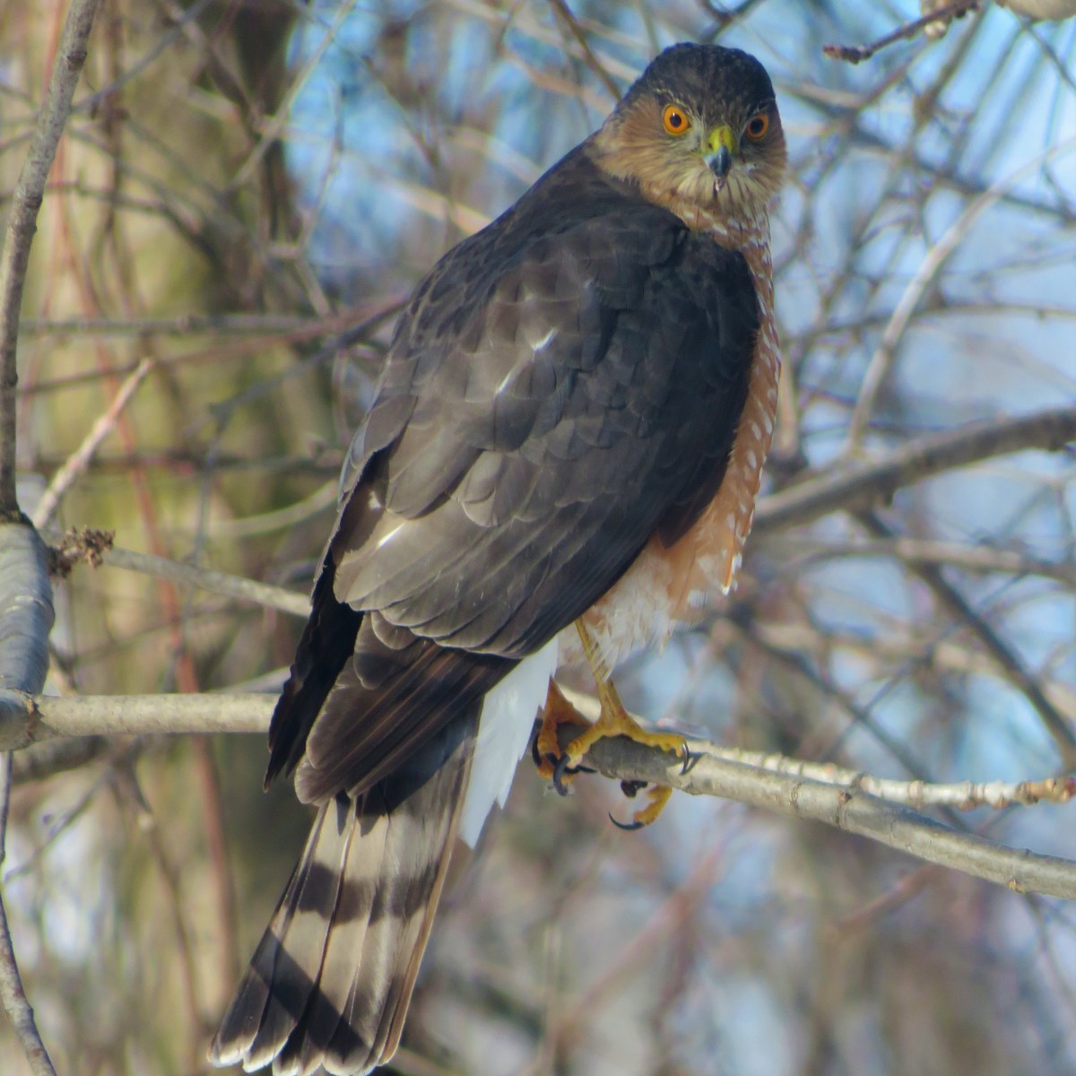 A Sharp-shinned hawk perched in a tree