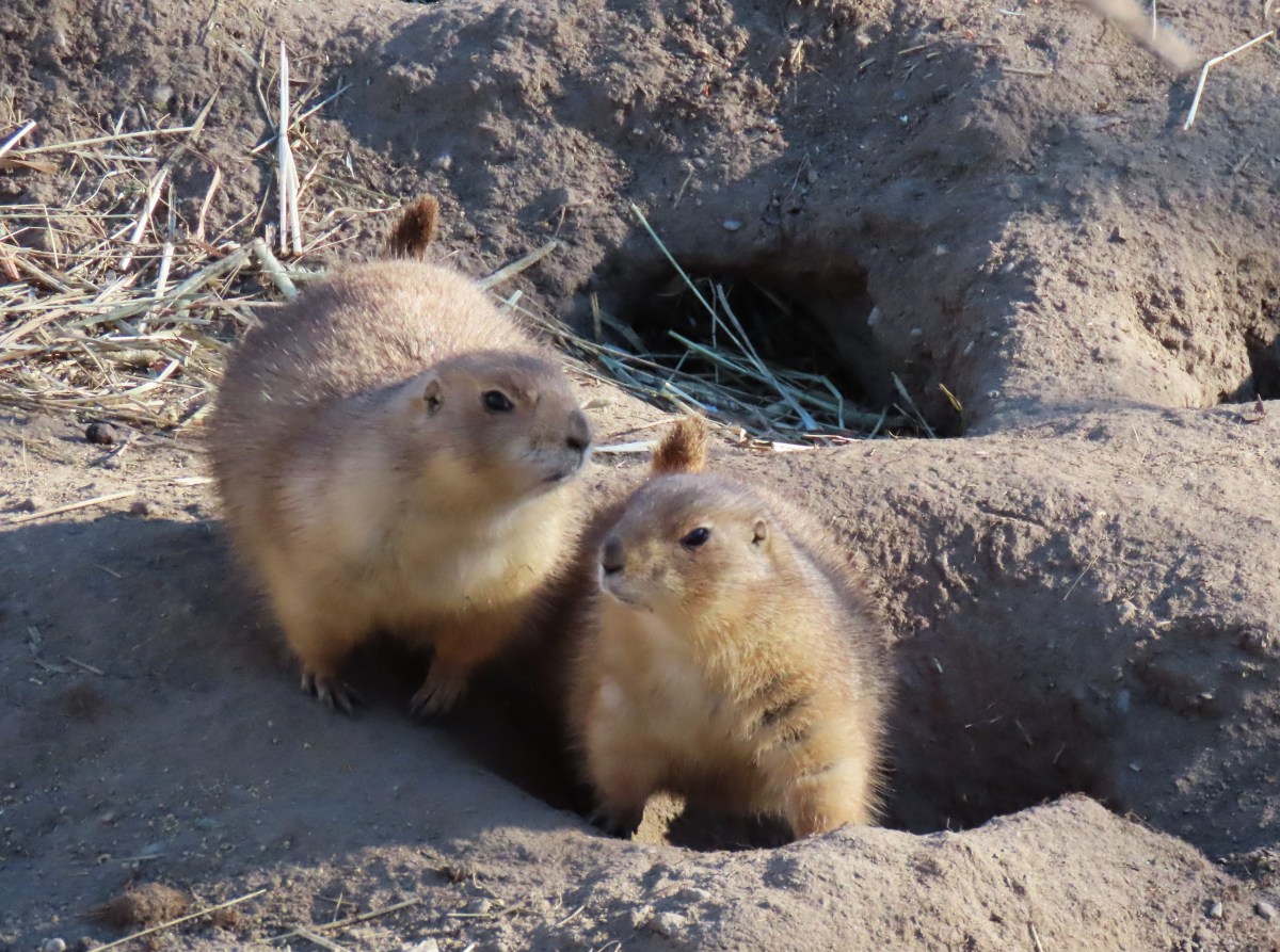 Two black-tailed prairie dogs stand next to each other in their outdoor zoo enclosure