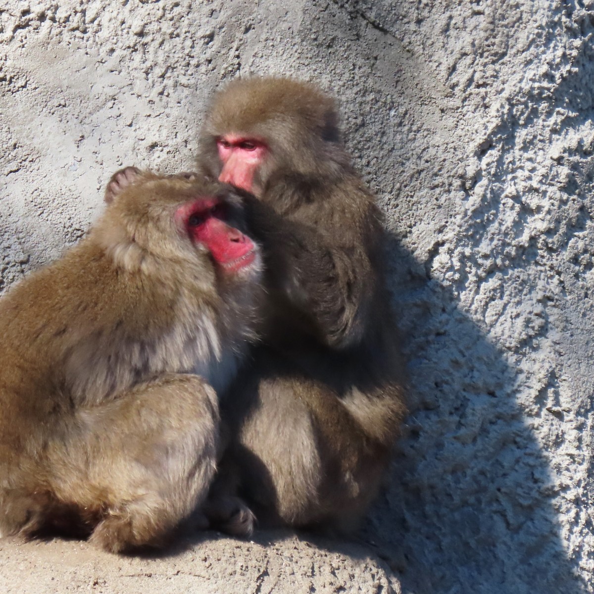 A Japanese macaque monkey grooms another on a ledge