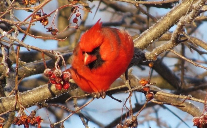 A male Cardinal perched on a tree with frost-covered red berries and branches