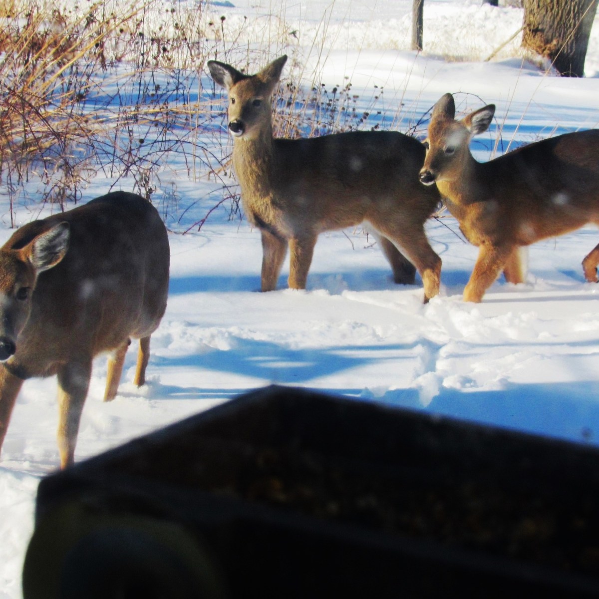 Three deer in deep snow approaching a window bird feeder