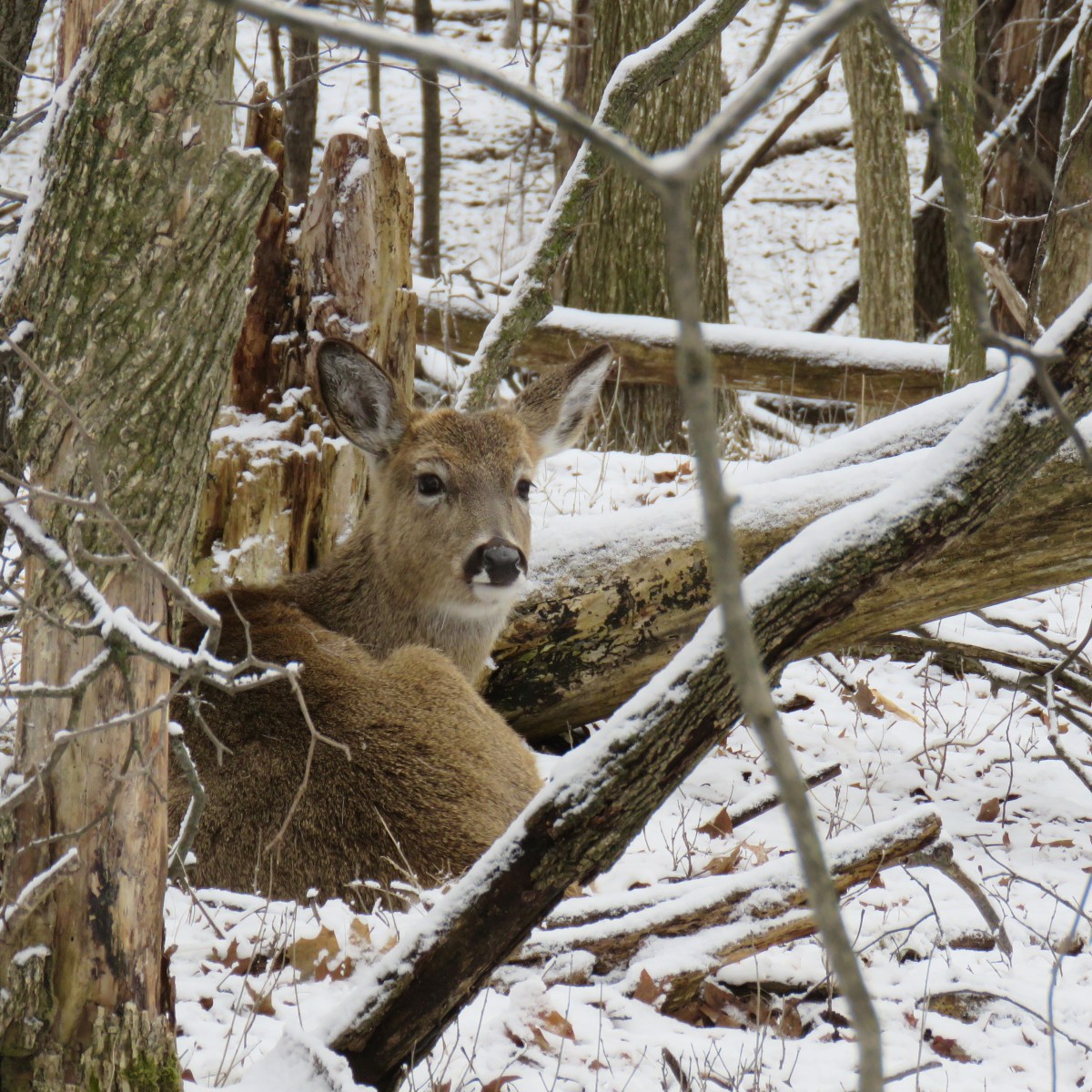 A deer beds down in a wooded area in the snow